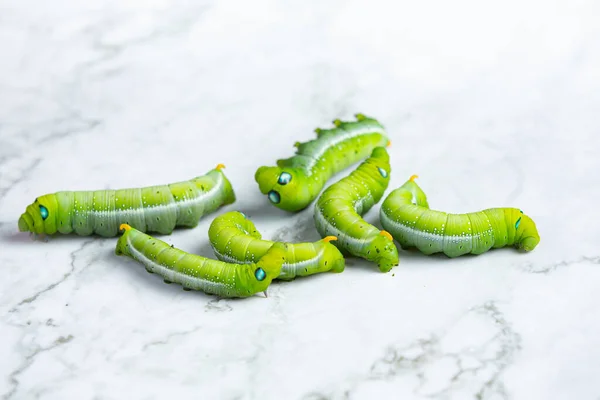 green worm on white marble floor
