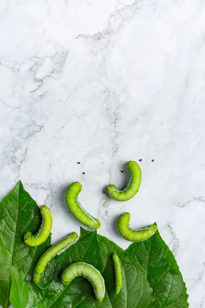 green worms with fresh leaves on white marble floor