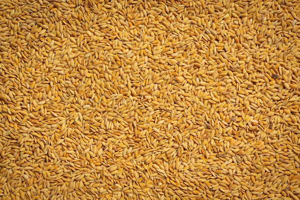 Golden Yellow Paddy Background Spread All Floor — Foto de Stock