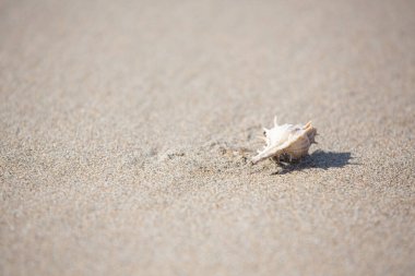 Sahildeki kumsalda deniz kabuğu