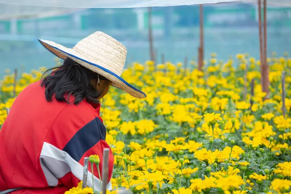Bahçıvan Marigold çiçeğini tarlada tutuyor.