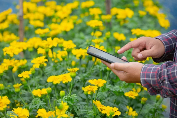 Bahçıvan Marigold çiçeğini tarlada tutuyor.