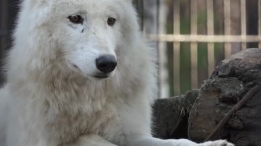 Kurt. Beyaz bir Hudson kurdu hayvanat bahçesindeki bir platformda dinleniyor. Yakın plan çekim. Novosibirsk.