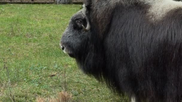 Muschio Bue Testa Bue Muschiato Piedi Recinto Dello Zoo Sparatoria — Video Stock