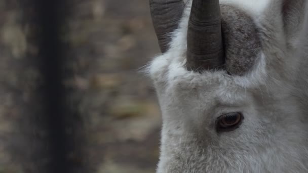 Zoológico Cabeza Una Cabra Nieve Acostada Una Plataforma Aviario Cerca — Vídeos de Stock