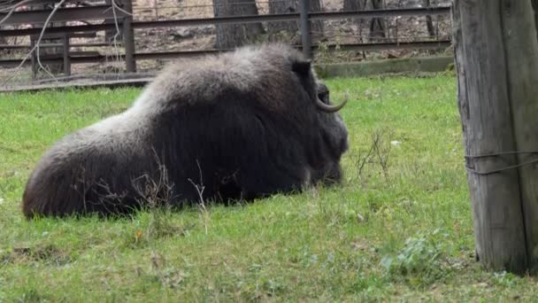 ムスク オックス 動物園の囲いの中にはムスク牛がいます ノヴォシビルスク — ストック動画