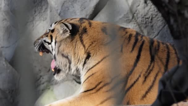 タイガー アムールトラは動物園のプラットフォームに横たわっている間に口を開けています クローズアップ撮影 ノヴォシビルスク — ストック動画