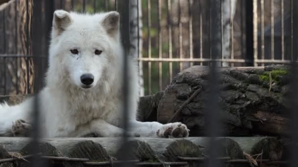 Vlk Bílý Vlk Hudson Leží Plošině Ohradě Zoo Záběr Zblízka — Stock video