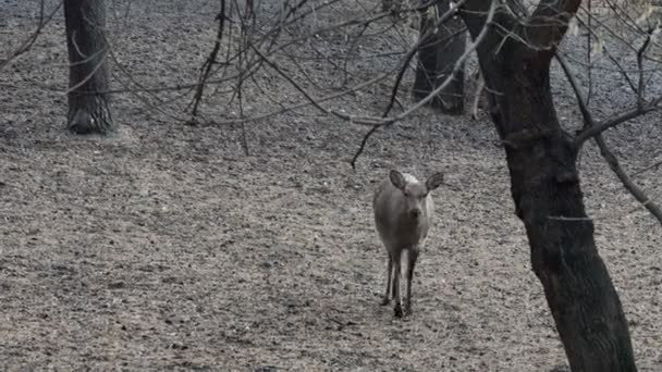 Ciervos Ciervo Manchado Camina Recinto Del Zoológico Zoológico Novosibirsk — Vídeos de Stock