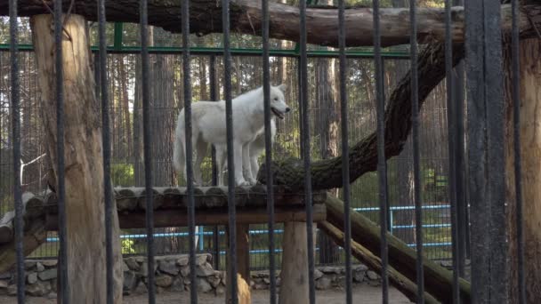 Lobos Lobos Hudson Blancos Caminan Recinto Del Zoológico Novosibirsk — Vídeos de Stock