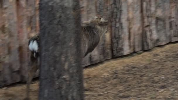 発見された鹿が動物園の囲いの中を歩く ノヴォシビルスク動物園 — ストック動画