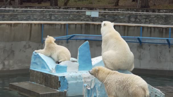 Kutup Ayıları Ağır Çekim Hayvanat Bahçesindeki Kayaların Üzerinde Otururken Iki — Stok video
