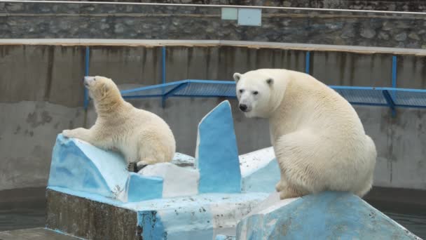 Jegesmedvék Lassítás Egy Hazug Jegesmedve Hátsó Lábán Egy Állatkertben Novoszibirszk — Stock videók