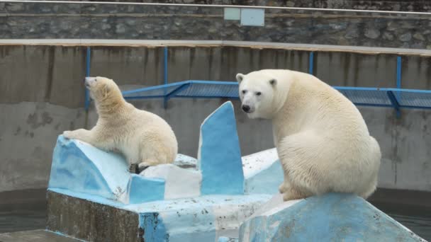 Osos Polares Cámara Lenta Oso Polar Acostado Sienta Sus Patas — Vídeo de stock