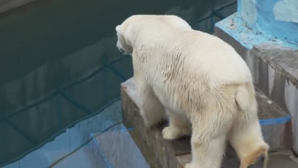 Urso Polar Urso Polar Caminha Recinto Zoológico Pan Novosibirsk — Vídeo de Stock