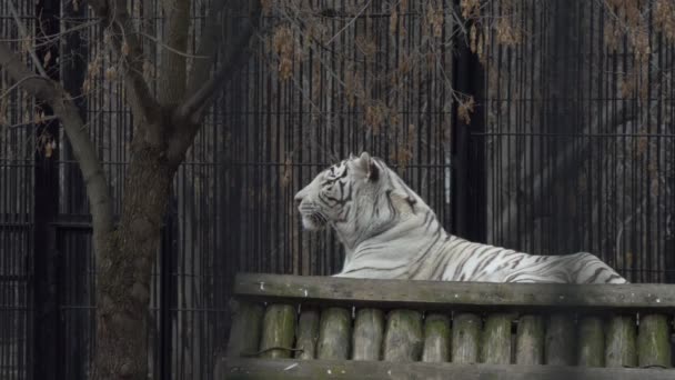 Tygrys Biały Tygrys Bengalski Leży Platformie Swojej Obudowie Zoo Nowosybirsk — Wideo stockowe