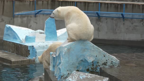 Ijsbeer Een Ijsbeer Springt Water Een Dierentuin Novosibirsk — Stockvideo