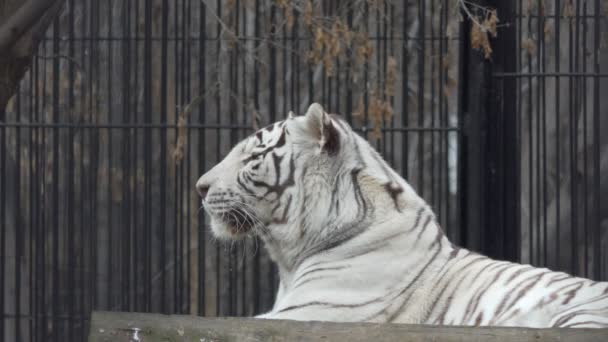 Tigre Tigre Blanco Bengala Yace Una Plataforma Recinto Zoológico Novosibirsk — Vídeos de Stock