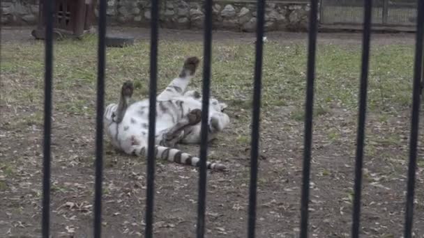 Tygr Bílý Bengálský Tygr Válí Zádech Prochází Zoologické Zahradě Novosibirsk — Stock video