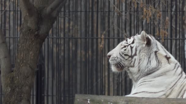 タイガー 白いベンガルトラが動物園の囲いの中のプラットフォームに横たわっています ノヴォシビルスク — ストック動画