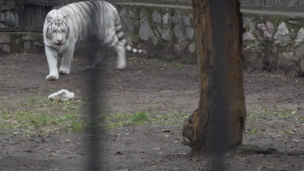 Tigern Vit Bengalisk Tiger Går Sin Inhägnad Zoo Novosibirsk — Stockvideo