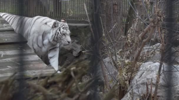 Tigre Branco Grandes Roar Animais Verde Frontal Tela 3d