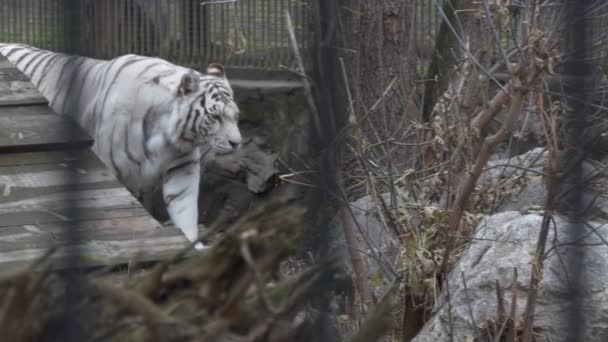 Tigris Egy Fehér Bengáli Tigris Sétál Állatkertben Novoszibirszk — Stock videók