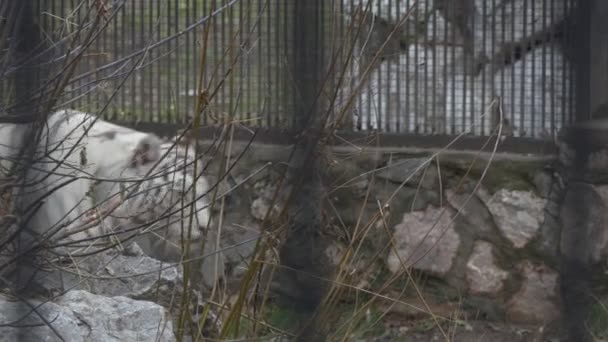 一只白孟加拉虎在动物园的围栏里散步 Novosibirsk — 图库视频影像