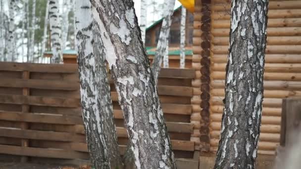 Wooden house made of logs in a birch forest. Close-up shooting. — Stock Footage Wooden House Made Logs Birch Forest Close Shooting Royalty Free Stock Video
