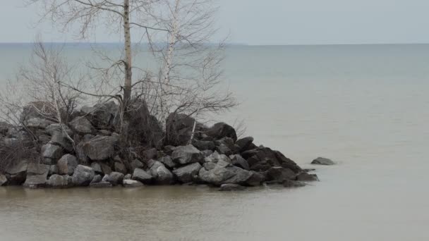 Environnement Côte Des Arbres Poussent Sur Rive Pierre Rivière River — Video