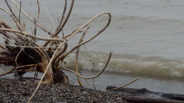 Surfer Les Vagues Courent Jusqu Plage Arbre Est Amené Par — Video