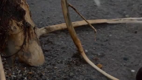 Surfer Les Vagues Courent Jusqu Plage Arbre Est Amené Par — Video