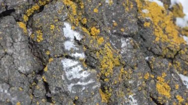 Ormandaki huş ağaçlarının kabuğunda portakal liken. Sibirya.