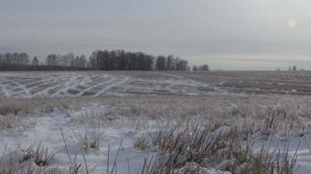 Seizoenen Winter Een Man Gaat Skiën Een Besneeuwde Heuvel Siberië — Stockvideo