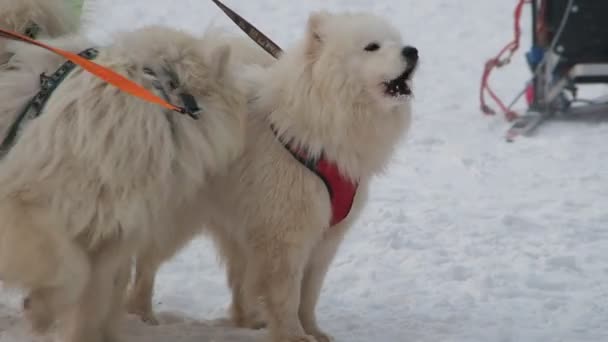 Berdsk Siberia Russia Gennaio 2021 Slittino Annuale Cani Husky Membro — Video Stock