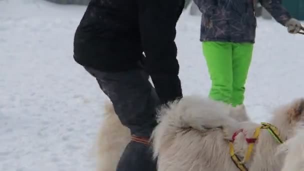 Berdsk Sibirien Ryssland Januari 2021 Hundspann Husky Lagmedlem Slår Hunden — Stockvideo