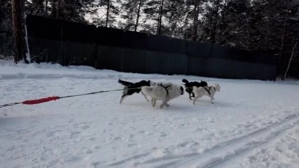 Berdsk Syberia Rosja Styczeń 2021 Roczny Zjazd Psów Wyścig Rozpoczyna — Wideo stockowe