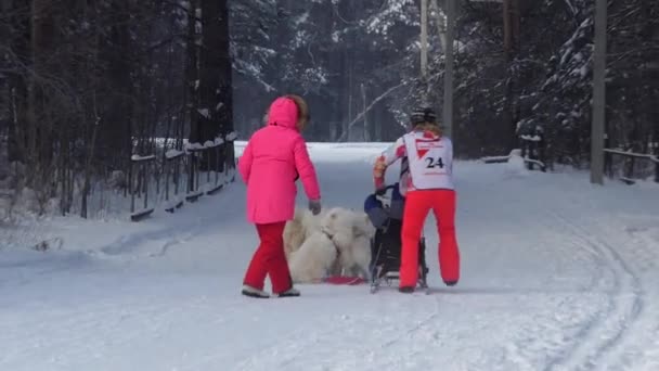 Berdsk Siberia Rusia Enero 2021 Trineo Anual Perros Los Perros — Vídeos de Stock