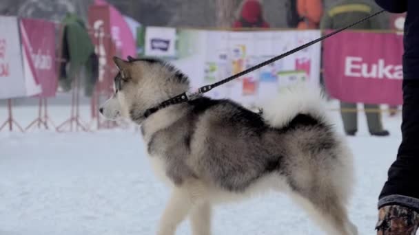 Berdsk Sibirien Ryssland Januari 2021 Årlig Hundspann Husky Man Leder — Stockvideo