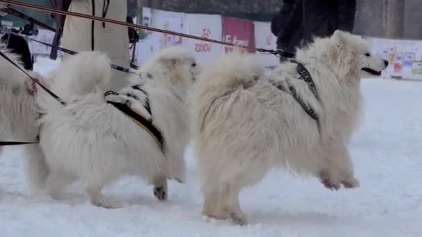 Berdsk Siberia Rusia Januari 2021 Gerakan Tahunan Anjing Sledding Slow — Stok Video