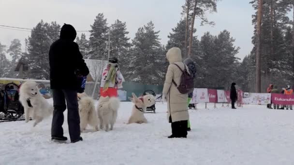 Berdsk Siberia Russia January 2021 Annual Dog Sledding Slow Motion — стоковое видео