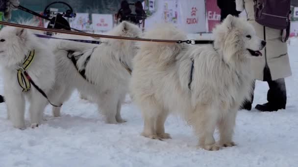 Berdsk Siberia Russia January 2021 Annual Dog Sledding Slow Motion — стоковое видео