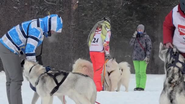 Berdsk Siberia Russia January 2021 Annual Dog Sledding Slow Motion — Stock Video