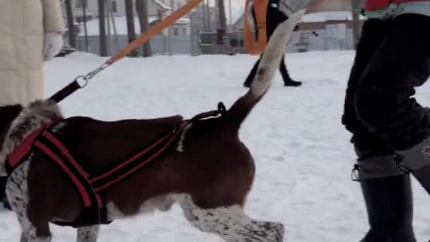 2021年1月4日 俄罗斯西伯利亚 伯茨克 一个人牵着一条披着温暖衣服的狗在雪地里穿行 — 图库视频影像
