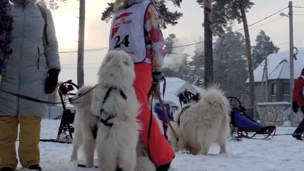 Berdsk Siberia Russia January 2021 Annual Dog Sledding Slow Motion — стоковое видео