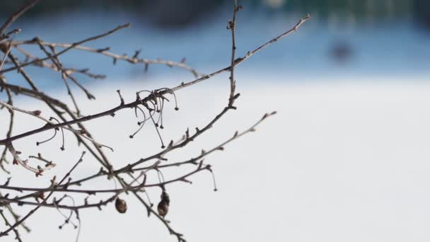 Musim Dingin Cabang Ceri Latar Belakang Salju Pada Bulan Februari — Stok Video