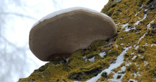 Plantas Plantas Medicinais Farmácia Selvagem Casa Cogumelo Falso Tinder Phellinus — Vídeo de Stock