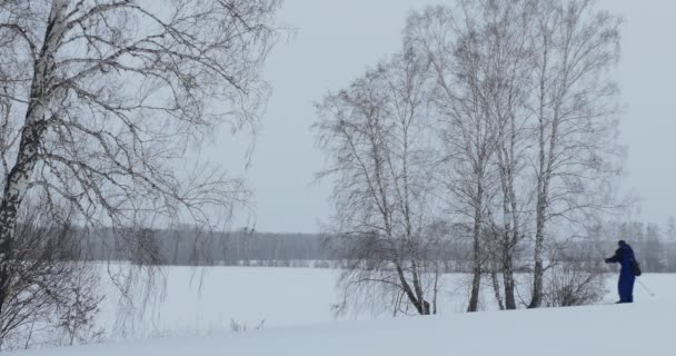 Катание Лыжах Зима Лыжник Идет Зимнему Лесу Между Деревьями Сибирь — стоковое видео