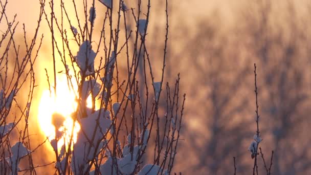 Jahreszeiten Die Sonne Rahmen Sonnenaufgang Zwischen Den Zweigen Der Bäume — Stockvideo