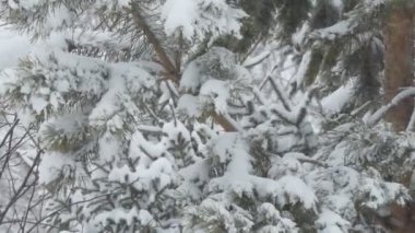 Çam ağaçlarının dalları bir kar yağışı sırasında rüzgarda sallanıyor. Sibirya.